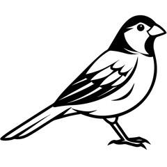 Canary vector silhouette on white background