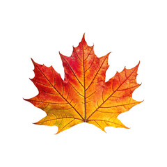 Vibrant Autumn Maple Leaf with Gradient Colors, Detailed Veins, and Crisp Edges on White Background.