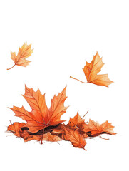 Fototapeta premium Autumn Maple Leaves Falling on Soft White Background