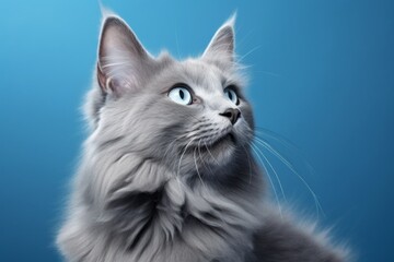 Portrait of a happy nebelung cat isolated on soft blue background