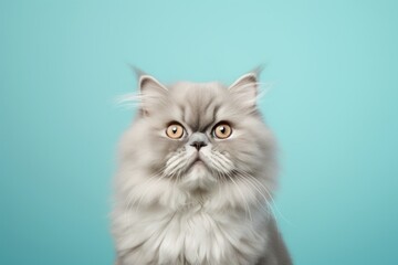 Portrait of a cute british longhair cat while standing against soft blue background