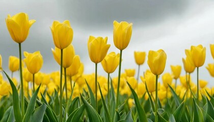 Fototapeta premium tulips on warm abstract gray background