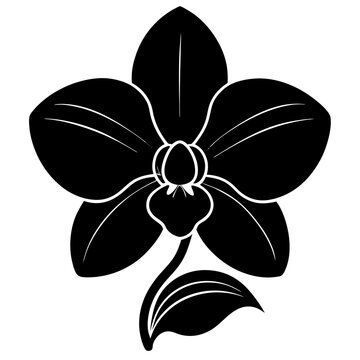 orchid silhouette vector illustrator