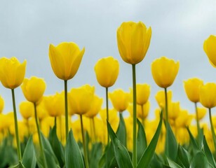 Obraz premium tulips on warm abstract gray background