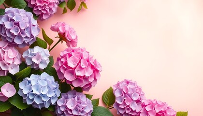 Pastel Hydrangea Blooms Pink Purple Flowers Soft Background