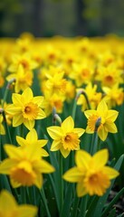 Fototapeta premium Dense carpet of daffodils, swaying gently in breeze, blossom, natural, meadow