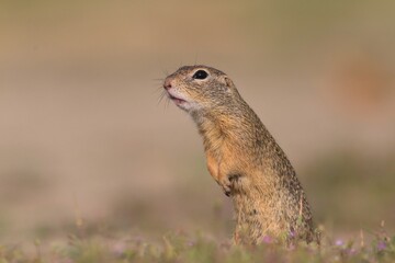 A cute european groen squirrel pose on the field. Spermophilus citellus
