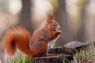 A cute european red squirrel sits on a tree stump and eats a nut. Sciurus vulgaris