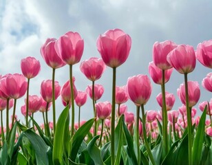 Fototapeta premium A group of tulips on the background of the rising sun.