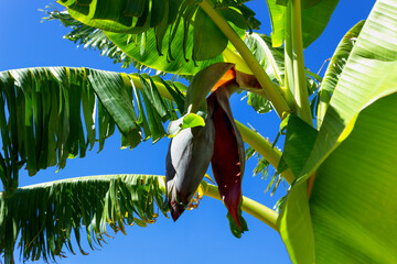 The flower of the banana tree from which small green bananas will grow. Selective focus on banana tree flower.