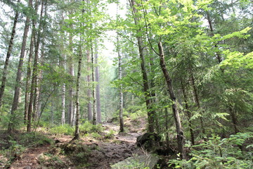 Morning mountain forest