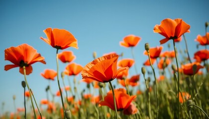 Obraz premium Vibrant Orange Poppies Field Summer Sky Landscape
