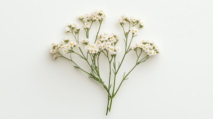 Obraz premium Delicate white flowers arranged on a plain background for a serene and fresh look.