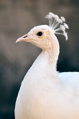 Close-up of a white peacock with intricate crest and feathers