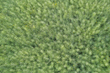 Aerial view of oilseed rape after finish flowering by village Lipany by Prague