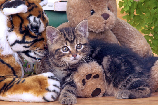 Chaton de goutti&egrave;re brown tabby de 6 semaines