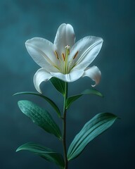 Obraz premium A single white lily flower against a dark teal background