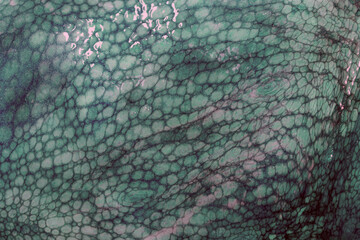 The texture of the wet skin of a large octopus. Bright abstract background.