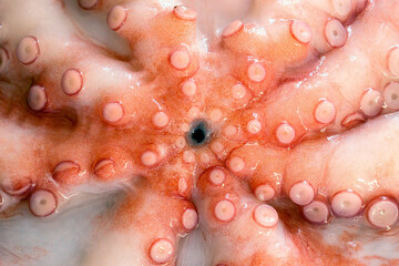 Whole raw octopus on a black stone table. Concept- healthy food, fresh seafood. Selective focus.