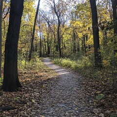 Obraz premium Serene autumn path through a vibrant forest filled with golden leaves and sunlight.