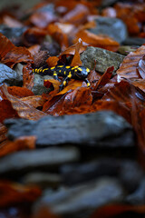 Salamander on wet beech leaves and stones.

