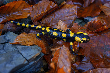 Salamander on wet beech leaves and stones.

