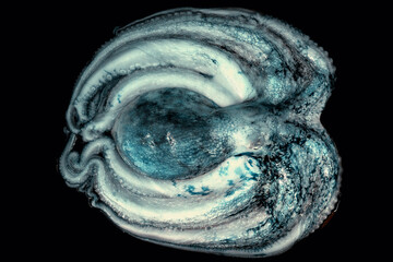 Whole raw octopus on a black stone table. Concept- healthy food, fresh seafood. Selective focus.