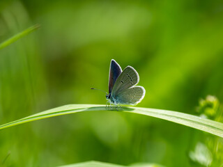 Small Blue Butterfly Resting on Grass