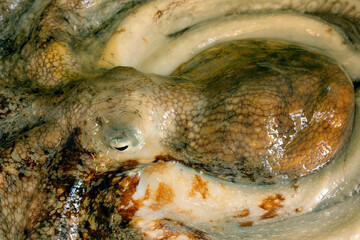 Whole raw octopus on a black stone table. Concept- healthy food, fresh seafood. Selective focus.