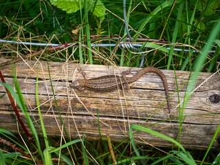 Common Lizard Basking on a Post
