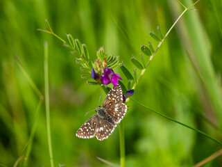 Grizzled Skipper Butterfly Feeding on Common Vetch