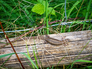 Common Lizard Basking on a Post