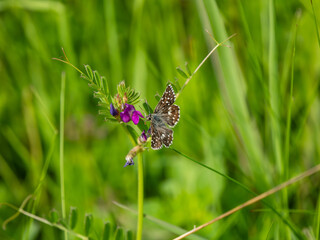 Grizzled Skipper Butterfly Feeding on Common Vetch