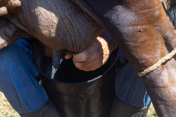 Orde&ntilde;ando una Vaca en un Campo Merced de la Tradici&oacute;n