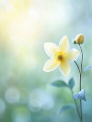 Fototapeta premium Close-up of a delicate pale yellow flower with a blurred dreamy background, soft light, and bokeh effect.