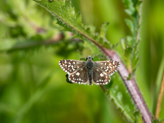 Grizzled Skipper Butterfly Resting. Wings Open.