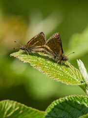 Dingy Skipper Butterflies Mating on a Leaf