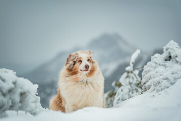 Dog in snow in mountains