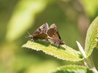 Dingy Skipper Butterflies Mating on a Leaf