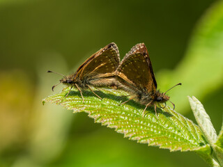 Dingy Skipper Butterflies Mating on a Leaf