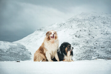 Obraz premium Dogs in snowy mountain