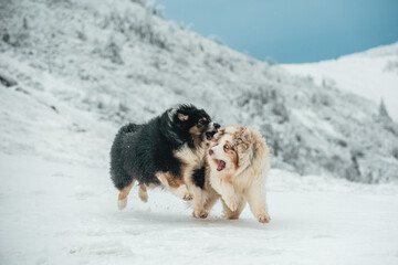 Dogs in snowy mountain