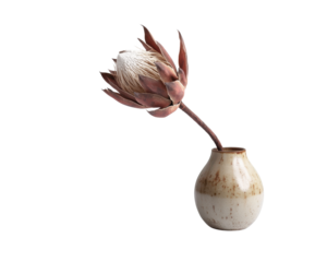 Decorative vase with a beautiful protea flower, white isolate background.