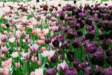 A vibrant field of colorful tulips in full bloom, showcasing a stunning array of red, orange, yellow, and white blossoms against a backdrop of lush green foliage.