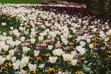 A vibrant field of colorful tulips in full bloom, showcasing a stunning array of red, orange, yellow, and white blossoms against a backdrop of lush green foliage.