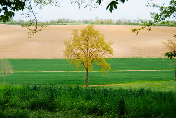 A picturesque rural landscape with a lone yellow tree standing tall amidst a patchwork of green and brown fields stretching towards a distant horizon under a clear blue sky.








