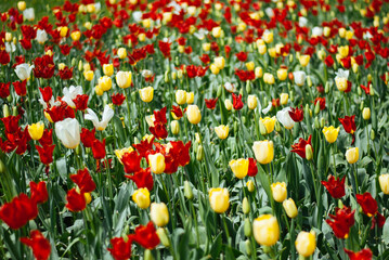 A vibrant field of colorful tulips in full bloom, showcasing a stunning array of red, orange, yellow, and white blossoms against a backdrop of lush green foliage.