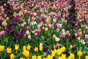 A vibrant field of colorful tulips in full bloom, showcasing a stunning array of red, orange, yellow, and white blossoms against a backdrop of lush green foliage.