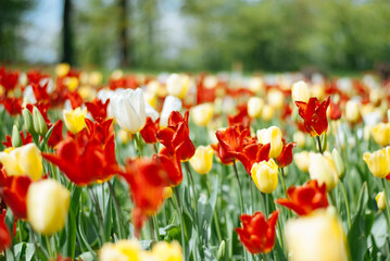 A vibrant field of colorful tulips in full bloom, showcasing a stunning array of red, orange, yellow, and white blossoms against a backdrop of lush green foliage.
