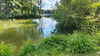 Obraz premium Alder, willow and other deciduous trees grow on the grassy banks of the river. Their branches overhang the water. Ducks swim near the shore. The water reflects the trees and the blue sky. Sunny autumn